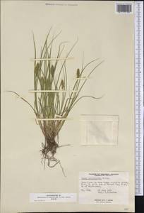 Carex vulpinoidea Michx., Америка (AMER) (Канада)