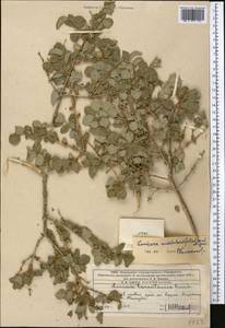 Жимолость монетолистная Jaub. & Spach, Средняя Азия и Казахстан, Западный Тянь-Шань и Каратау (M3) (Казахстан)