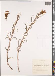 Кастиллея бледная (L.) Kunth, Сибирь, Алтай и Саяны (S2) (Россия)