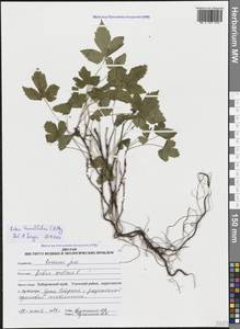 Костяника хмелелистная C.A.Mey., Сибирь, Дальний Восток (S6) (Россия)