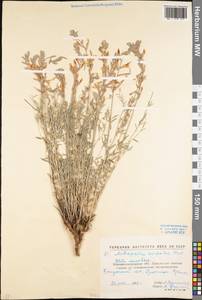 Астрагал пёстрый, Восточная Европа, Северо-Украинский район (E11) (Украина)