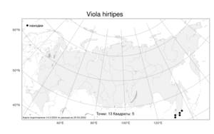 Viola hirtipes, Фиалка волосисточерешковая S. Moore, Атлас флоры России (FLORUS) (Россия)