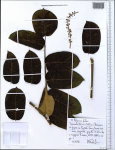 Polyscias fulva (Hiern) Harms, Африка (AFR) (Эфиопия)
