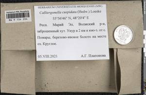 Calliergonella cuspidata (Hedw.) Loeske, Гербарий мохообразных, Мхи - Среднее Поволжье (B9) (Россия)