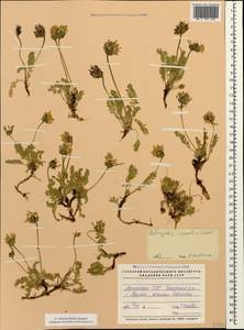 Астрагал неопределенный Ledeb., Кавказ, Армения (K5) (Армения)