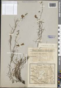 Колокольчик круглолистный L., Восточная Европа, Восточный район (E10) (Россия)