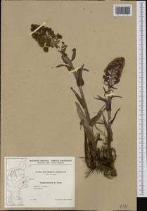 Белокопытник гибридный (L.) G. Gaertn., B. Mey. & Scherb., Западная Европа (EUR) (Дания)