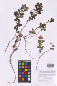 Брусника обыкновенная L., Восточная Европа, Московская область и Москва (E4a) (Россия)