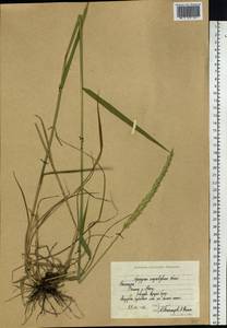 Пырейник изменчивый (Drobow) Tzvelev, Сибирь, Чукотка и Камчатка (S7) (Россия)