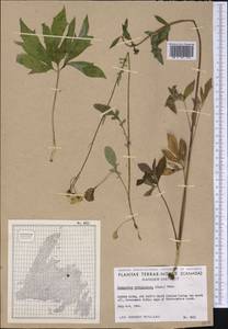 Nabalus trifoliolatus Cass., Америка (AMER) (Канада)