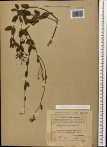 Poacynum sarmatiense (Woodson) Mavrodiev, Laktionov & Yu. E. Alexeev, Кавказ, Азербайджан (K6) (Азербайджан)