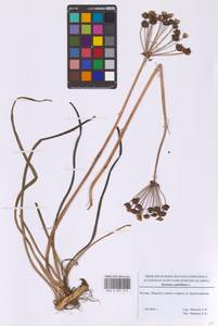 Сусак зонтичный L., Восточная Европа, Московская область и Москва (E4a) (Россия)