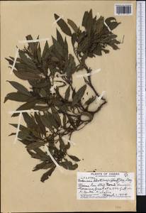 Dodonaea viscosa subsp. viscosa, Америка (AMER) (США)
