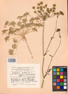 Silphiodaucus prutenicus subsp. prutenicus, Восточная Европа, Московская область и Москва (E4a) (Россия)