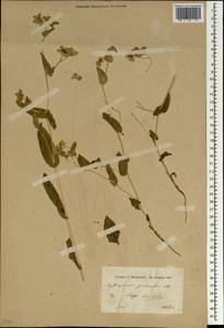 Володушка двустебельная Helm, Зарубежная Азия (ASIA) (Сирия)