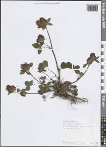 Клевер луговой L., Восточная Европа, Московская область и Москва (E4a) (Россия)