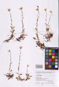 Камнеломка, Сибирь, Западная Сибирь (S1) (Россия)