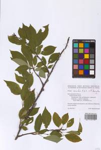 Prunus cerasifera × domestica, Восточная Европа, Центральный лесостепной район (E6) (Россия)