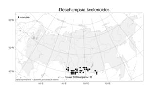 Deschampsia koelerioides, Щучка тонконоговидная Regel, Атлас флоры России (FLORUS) (Россия)