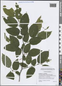 Граб обыкновенный, Граб кавказский L., Восточная Европа, Центральный район (E4) (Россия)