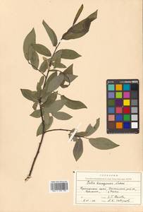 Ива кангинская Nakai, Сибирь, Дальний Восток (S6) (Россия)