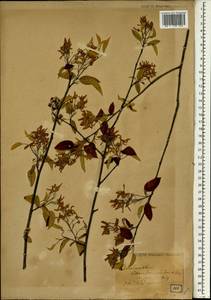 Amelanchier asiatica (Siebold & Zucc.) Endl. ex Walp., Зарубежная Азия (ASIA) (Япония)