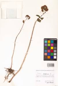 Очитник обыкновенный (L.) H.Ohba, Восточная Европа, Южно-Украинский район (E12) (Украина)