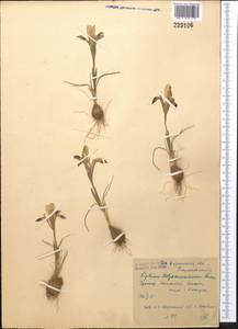 Iris kolpakowskiana Regel, Средняя Азия и Казахстан, Сырдарьинские пустыни и Кызылкумы (M7) (Узбекистан)