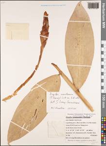 Zingiber montanum (J.Koenig) Link ex A.Dietr., Зарубежная Азия (ASIA) (Вьетнам)