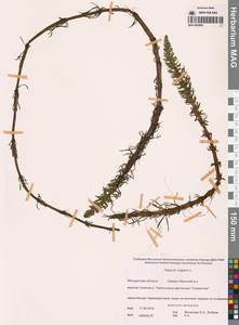 Хвостник обыкновенный, Водяная сосенка L., Сибирь, Чукотка и Камчатка (S7) (Россия)