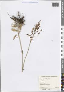 Щавель клубненосный L., Кавказ, Армения (K5) (Армения)