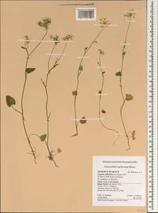 Айнсвортия шероховатоплодная Boiss., Зарубежная Азия (ASIA) (Кипр)