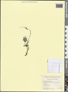 Лютик Бузе Boiss., Кавказ, Ставропольский край, Карачаево-Черкесия, Кабардино-Балкария (K1b) (Россия)