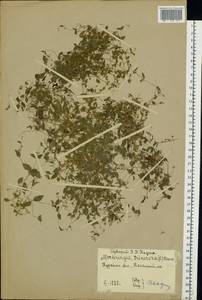 Мерингия трехжилковая (L.) Clairv., Восточная Европа, Центральный лесостепной район (E6) (Россия)
