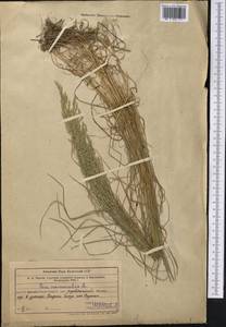 Мятлик дубравный L., Средняя Азия и Казахстан, Западный Тянь-Шань и Каратау (M3) (Узбекистан)