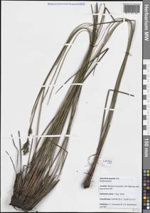 Anarthria gracilis R.Br., Австралия и Океания (AUSTR) (Австралия)