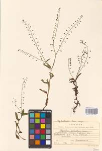 MHA 0 153 349, Незабудка скорпионовидная L., Восточная Европа, Северо-Украинский район (E11) (Украина)