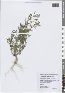 Марь белая L., Сибирь, Прибайкалье и Забайкалье (S4) (Россия)