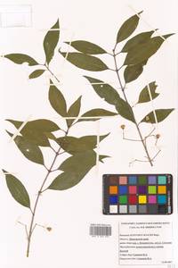 Бересклет Маака Rupr., Сибирь, Дальний Восток (S6) (Россия)