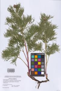 Пион тонколистный L., Восточная Европа, Нижневолжский район (E9) (Россия)