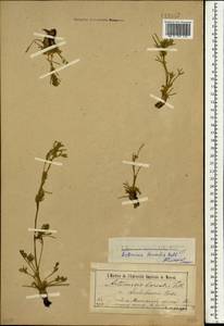 Полынь пушистая Ledeb., Монголия (MONG) (Монголия)