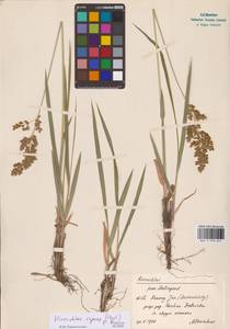 Anthoxanthum repens (Host) Veldkamp, Восточная Европа, Нижневолжский район (E9) (Россия)
