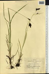 Carex caucasica subsp. caucasica, Сибирь, Алтай и Саяны (S2) (Россия)