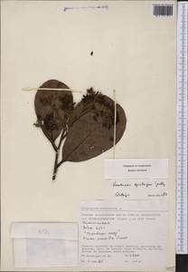 Vantanea spichigeri A.H. Gentry, Америка (AMER) (Перу)