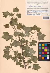 Ribes uva-crispa var. sativum DC., Восточная Европа, Московская область и Москва (E4a) (Россия)