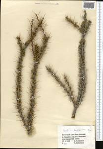Berberis ulicina Hook. fil. & Thomson, Средняя Азия и Казахстан, Северный и Центральный Тянь-Шань (M4) (Киргизия)