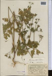 Chaerophyllum nodosum (L.) Crantz, Средняя Азия и Казахстан, Копетдаг, Бадхыз, Малый и Большой Балхан (M1) (Туркмения)