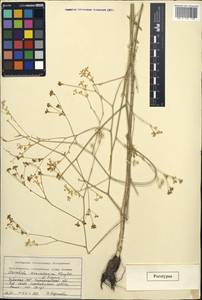 Элеостикта зеравшанская Kljuykov & Pimenov, Средняя Азия и Казахстан, Памир и Памиро-Алай (M2) (Узбекистан)