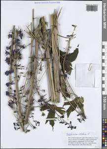 Живокость высокая L., Сибирь, Прибайкалье и Забайкалье (S4) (Россия)