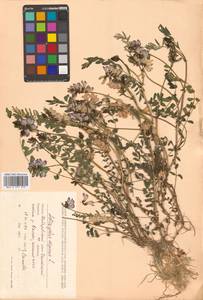 Астрагал альпийский L., Сибирь, Дальний Восток (S6) (Россия)